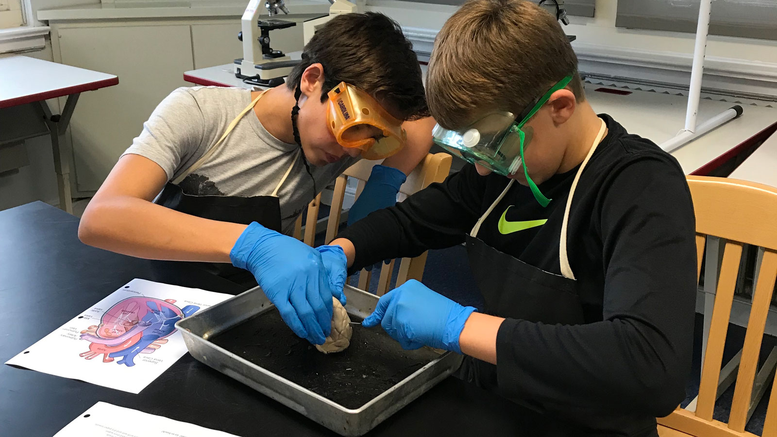 Dissecting a sheep heart in Middle School science.