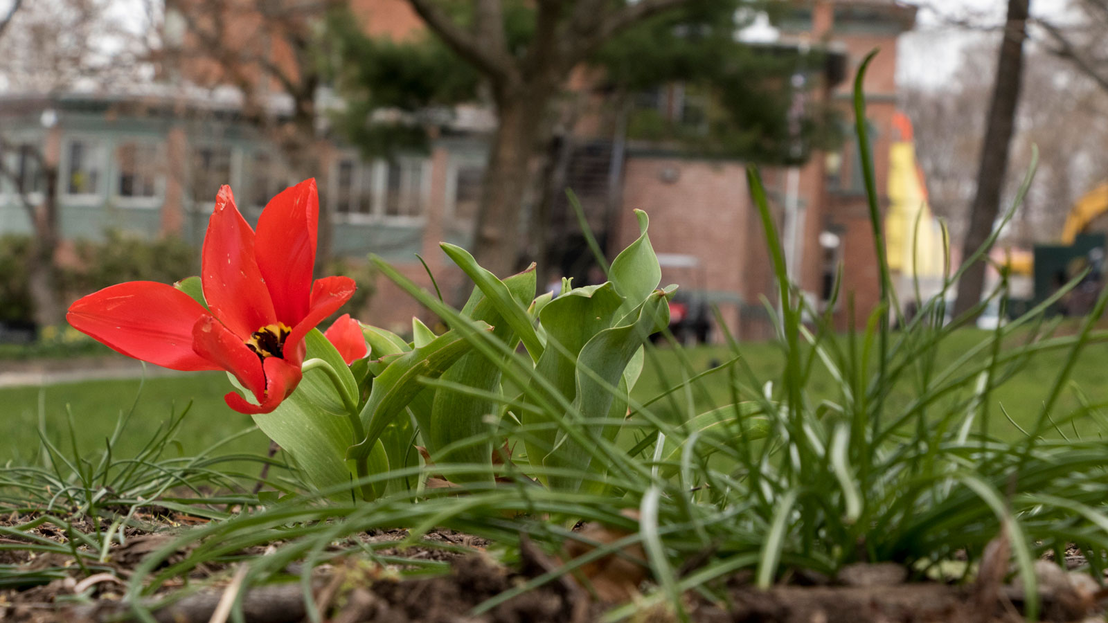 A tulip blooms next to a classroom building.